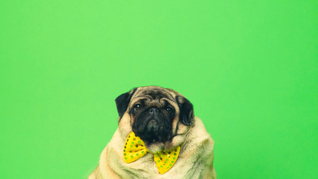 Beige fat pug with yellow bow tie on green background. Cute dog with obese posing in studioの写真素材