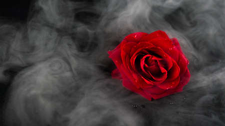 Abstract heavy red rose. Black background in smoke with red rose petals.