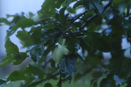 Branch with green apples in rainy weather in garden. Apples on tree swaying in wind, rainfallの写真素材
