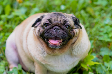 From above adorable pug dog sitting in park. Cute pug dog on a green lawn on a sunny summer dayの写真素材
