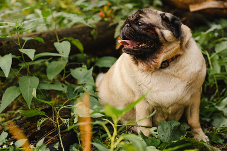 Pug dog with an open mouth and his tongue sticking out and sitting in the grass of the forest on a sunny dayの写真素材