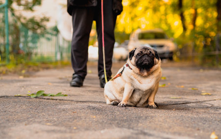 A pug dog on a leash on a walk with the ownerの写真素材