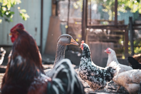 Goose walking in paddock. Domestic geese, rooster and chicken on a farm in the villageの写真素材