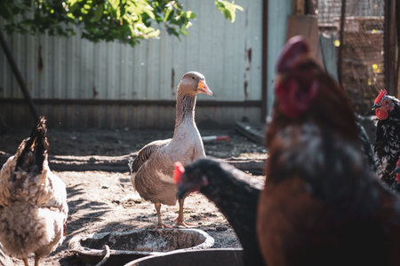 Goose walking in paddock. Domestic geese, rooster and chicken on a farm in the villageの写真素材