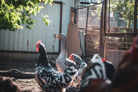 Goose walking in paddock. Domestic geese, rooster and chicken on a farm in the villageの写真素材