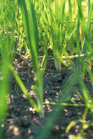 Onions growing in the vegetable garden. Close-up of green onions