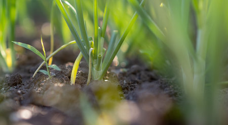 Onions growing in the vegetable garden. Close-up of green onionsの写真素材