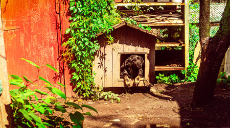 Black dog in a wooden house in the yard of a country houseの写真素材