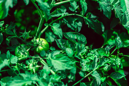 Green tomatoes growing in the garden. selective focus. nature.