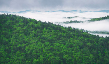 Beautiful landscape view of misty forest in the morningの素材