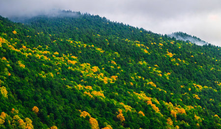 Beautiful landscape view of misty forest in the morningの素材