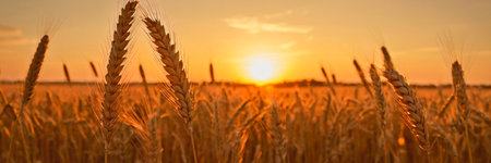 Wheat field, wheat ears at dawn.の素材