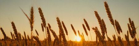 Wheat field, wheat ears at dawn.の素材