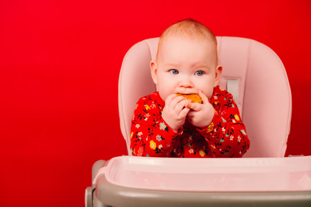 A little infant girl eats cookies sitting on a high chair on a red background. Feeding table. Baby having breakfast.の写真素材