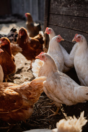Chickens Standing in a Barn. A group of chickens are gathered together, standing around in a barnの写真素材