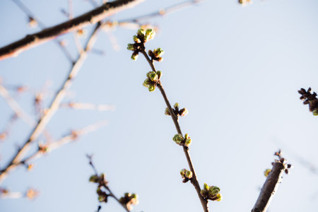 A tree branch with small buds contrasts against the vivid blue sky in this springtime scene