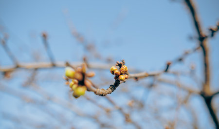 Tree Branch With Small Buds Against a Blue Sky.の写真素材
