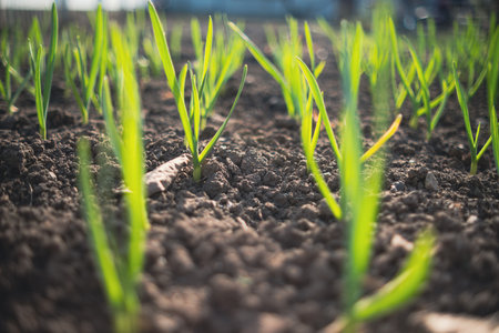Young Garlic Sprouts Emerging in Fertile Soil at Dawn in a Rural Garden.