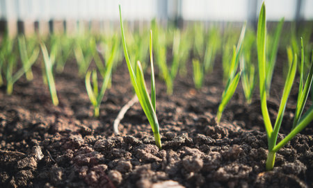 Young Garlic Sprouts Emerging in Fertile Soil at Dawn in a Rural Garden.