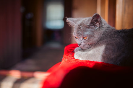 Gray Kitten Resting Peacefully on a Red Vintage Ottoman in Warm Sunlight.の写真素材