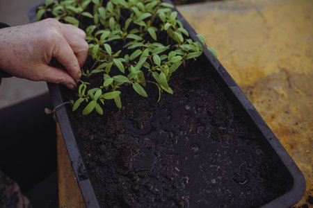 Gardener planting seedlings in a black plastic tray at home.