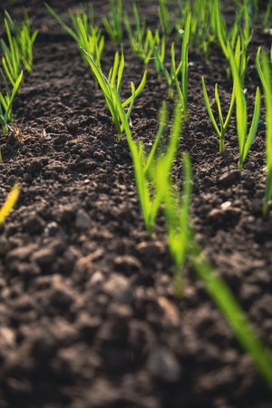 Young Garlic Sprouts Emerging in Fertile Soil at Dawn in a Rural Garden.