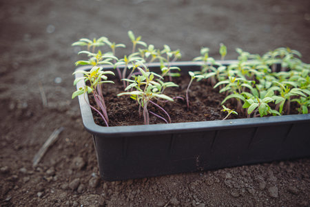 Seedlings of tomatoes in a plastic box on the ground