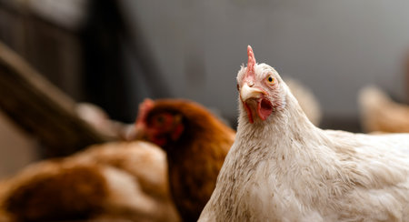 chickens walk in a pen in the village.