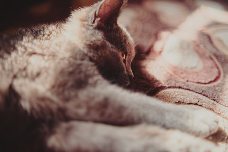 Gray Cat Laying on Top of Bed. A gray cat is resting comfortably on top of a bed in a relaxed...