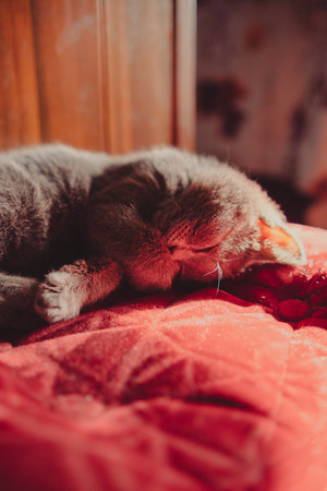 Gray Kitten Resting Peacefully on a Red Vintage Ottoman in Warm Sunlight.の写真素材