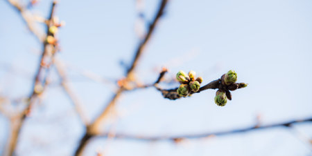A tree branch with small buds contrasts against the vivid blue sky in this springtime sceneの写真素材