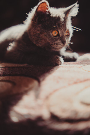 Gray Cat Laying on Top of Bed. A gray cat is resting comfortably on top of a bed in a relaxed positionの写真素材