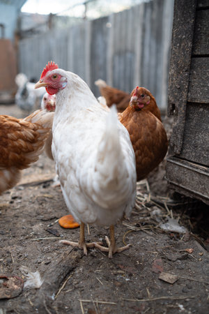 chickens walk in a pen in the village.