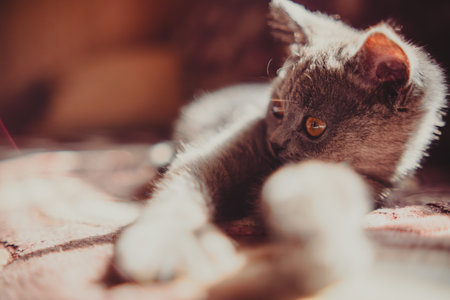 Gray Cat Laying on Top of Bed. A gray cat is resting comfortably on top of a bed in a relaxed...