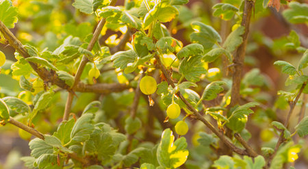 A Branch of Gooseberries Basks in Summer Sun.の写真素材