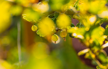 A Branch of Gooseberries Basks in Summer Sun.の写真素材