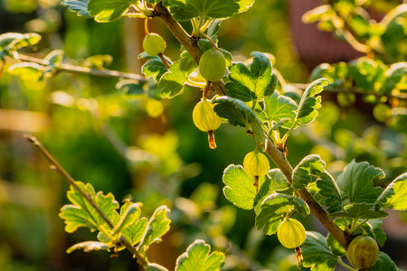 A Branch of Gooseberries Basks in Summer Sun.の写真素材