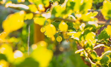 A Branch of Gooseberries Basks in Summer Sun.の写真素材