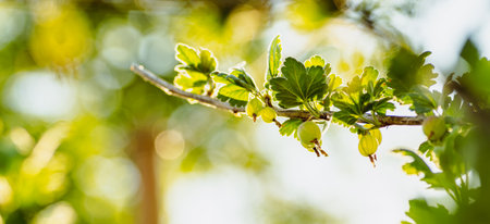 A Branch of Gooseberries Basks in Summer Sun.の写真素材