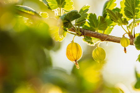 A Branch of Gooseberries Basks in Summer Sun.の写真素材