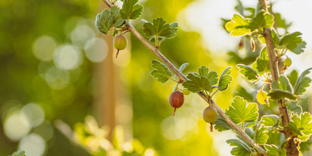 A Branch of Gooseberries Basks in Summer Sun.の写真素材