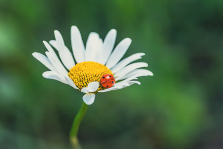A Tiny Ladybug Resting on a Delicate Daisy in the Summer Sun/の写真素材