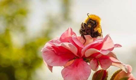 A Fuzzy Bumble Bee Nestled in a Crimson Geranium Petal