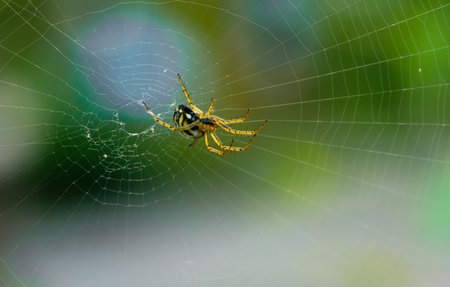 A Solitary Spider In Its Web, Waiting In The Summer Afternoon.の写真素材