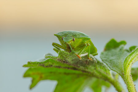 A Green Shield Bug Perched on a Leaf in the Warm Afternoon Light.