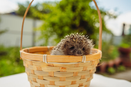 A Sleepy Hedgehog Snuggles In A Woven Basket On A Sunny Day.の写真素材