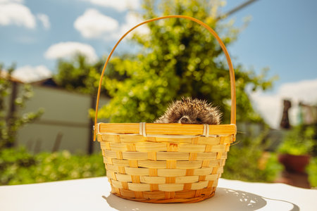 A Sleepy Hedgehog Snuggles In A Woven Basket On A Sunny Day.の写真素材