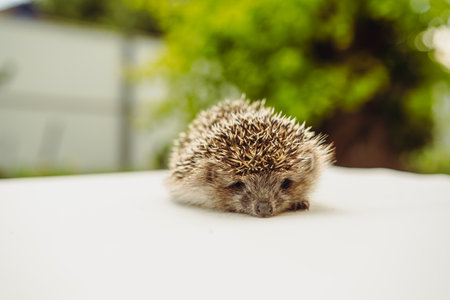 A Tiny Hedgehog Rests in the Summer Sun.の写真素材