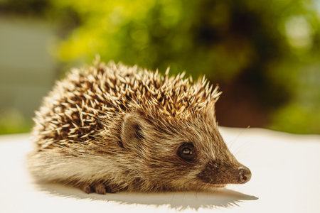 A Tiny Hedgehog Rests in the Summer Sun.の写真素材