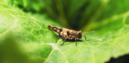 A small grasshopper, with intricate patterns on its wings, sits on a vibrant green leaf.の写真素材